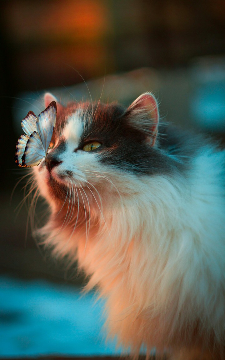 cat