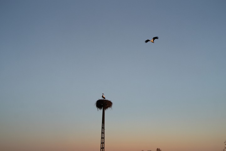 Flying birds