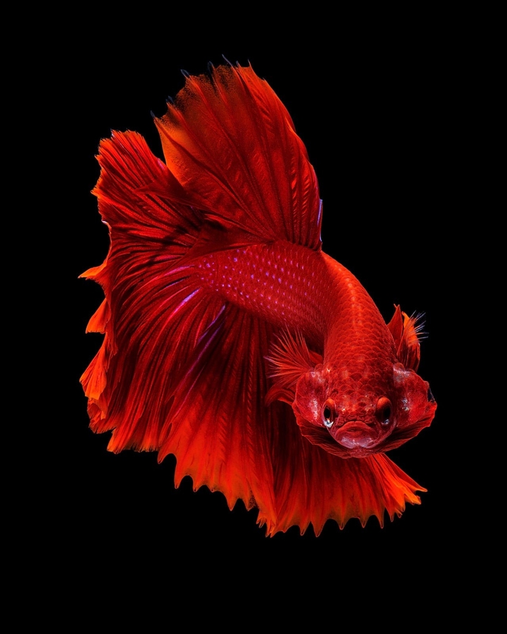 Dragon fish