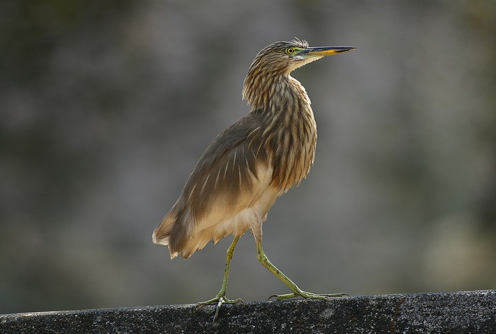 bird