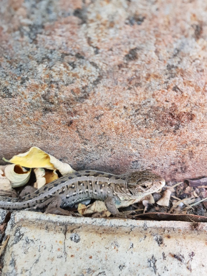 lizard