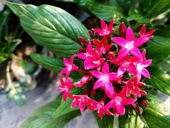 Pink Flowers