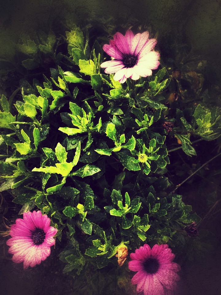 retro flowers