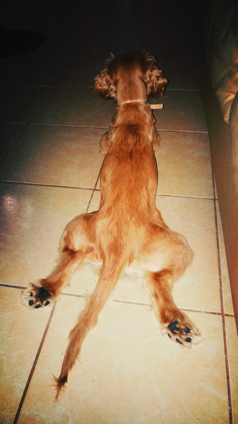 Canelita
