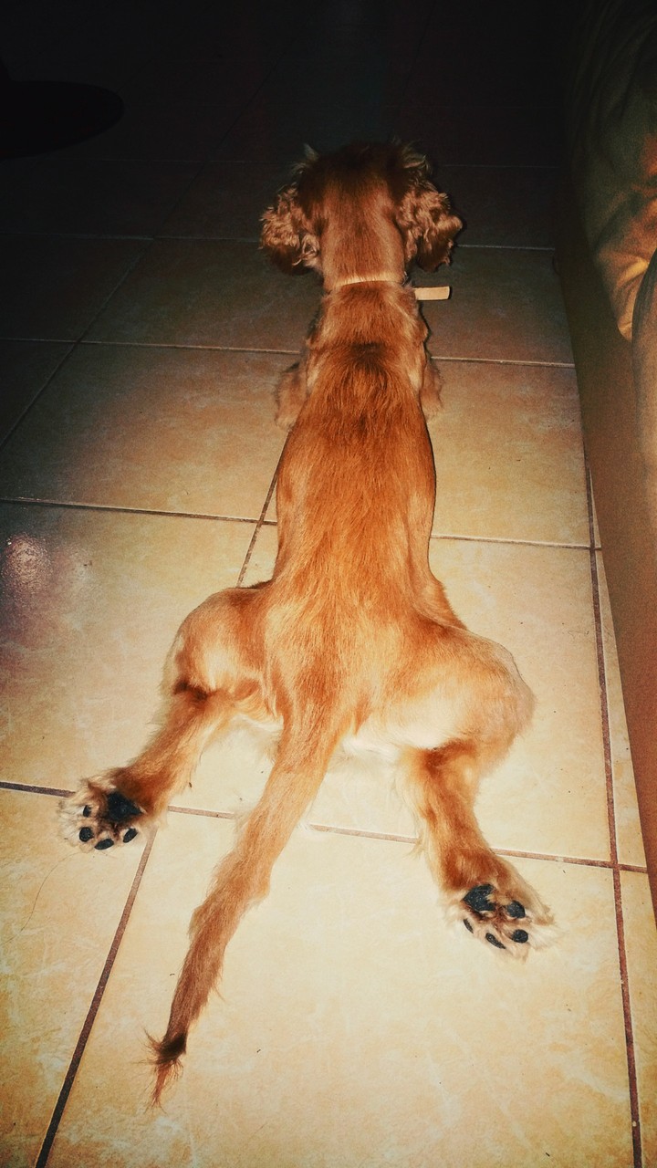 Canelita