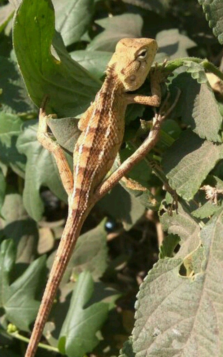 Reptile