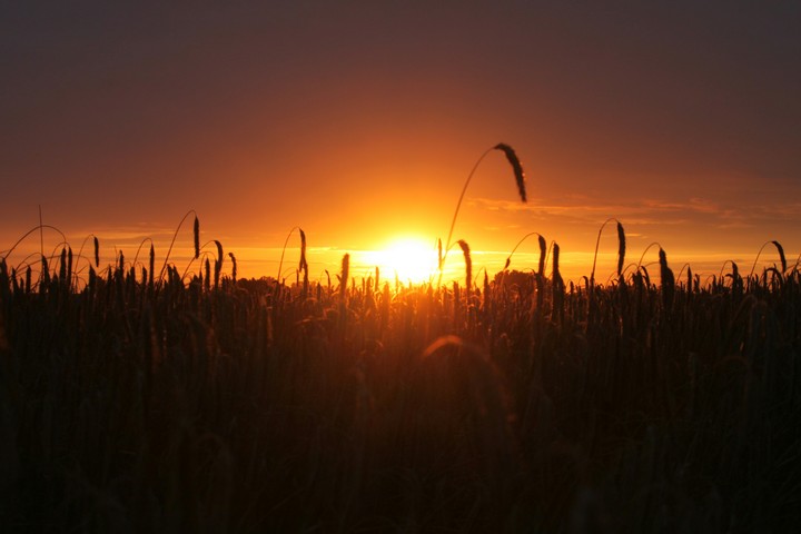 sonnenuntergang kornfeld