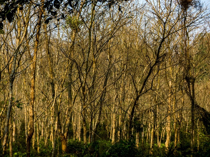 Woods.