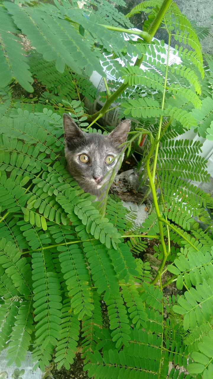 cat
