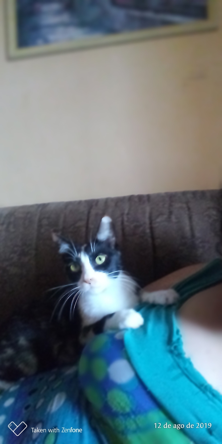 my cat mom