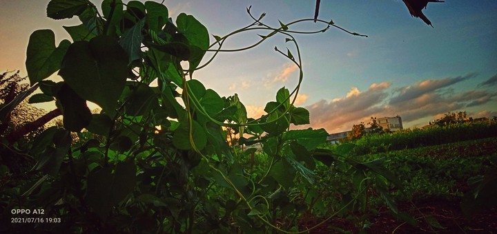 evening