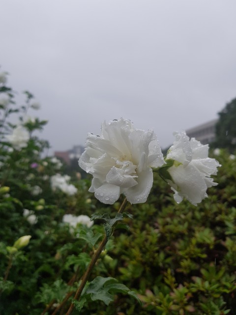 flower in the rain