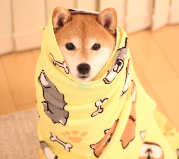 собака