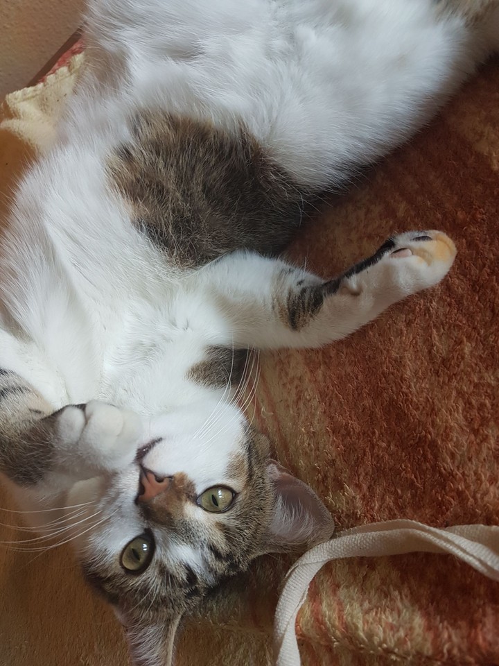 Katze