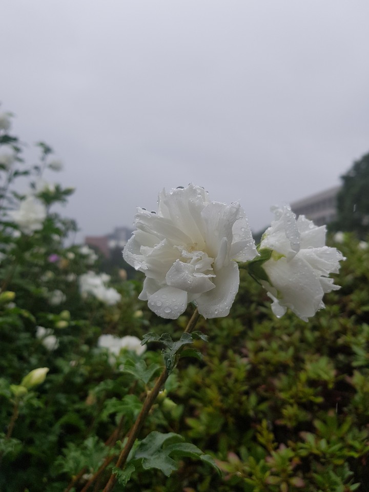 flower in the rain