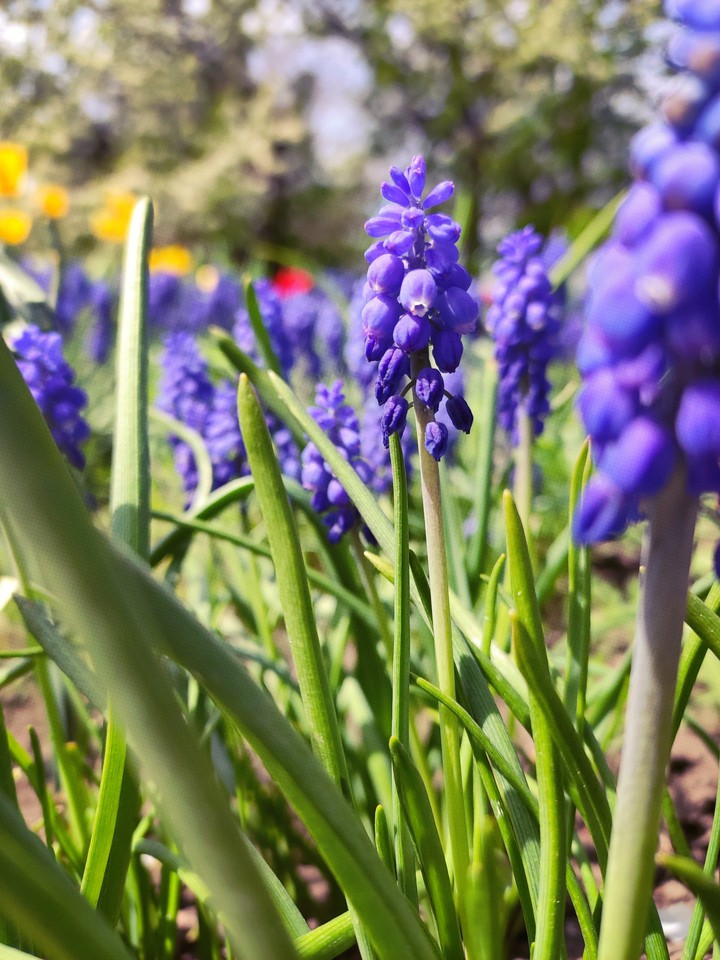 Muscari