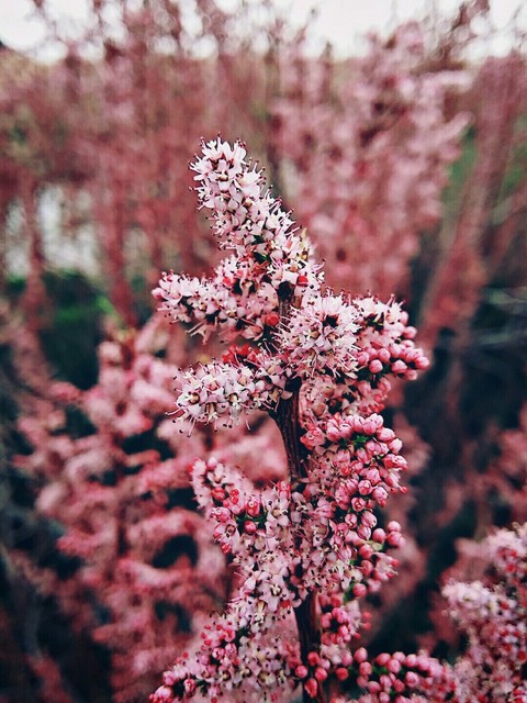 I think it is tamarisk