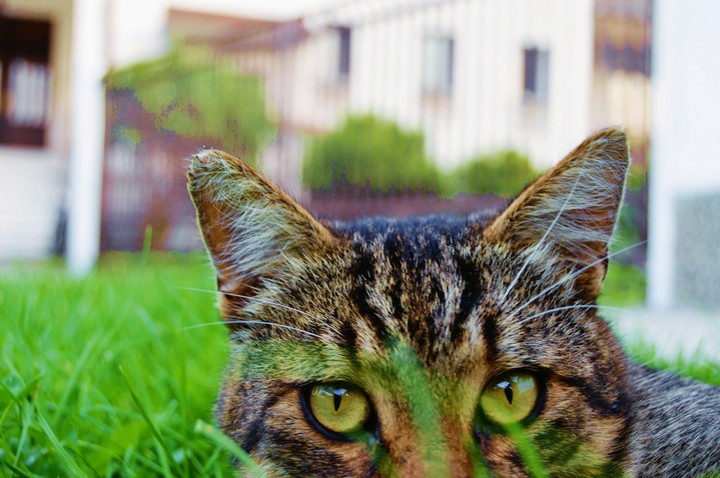 cat