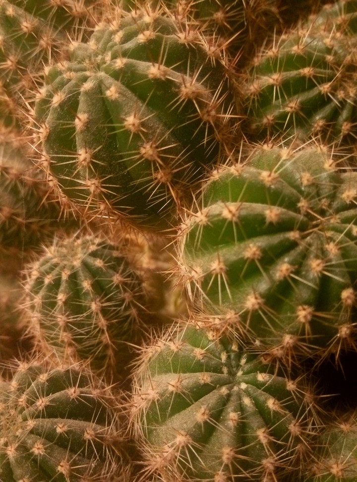 Cactus