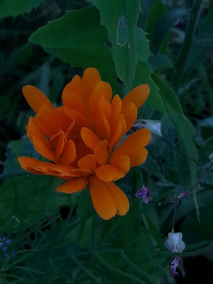orange