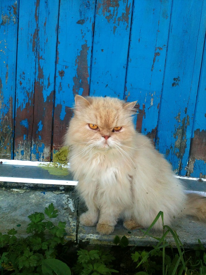 cat