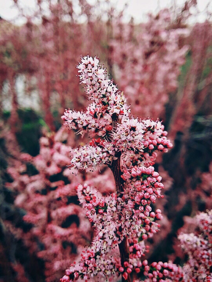 I think it is tamarisk