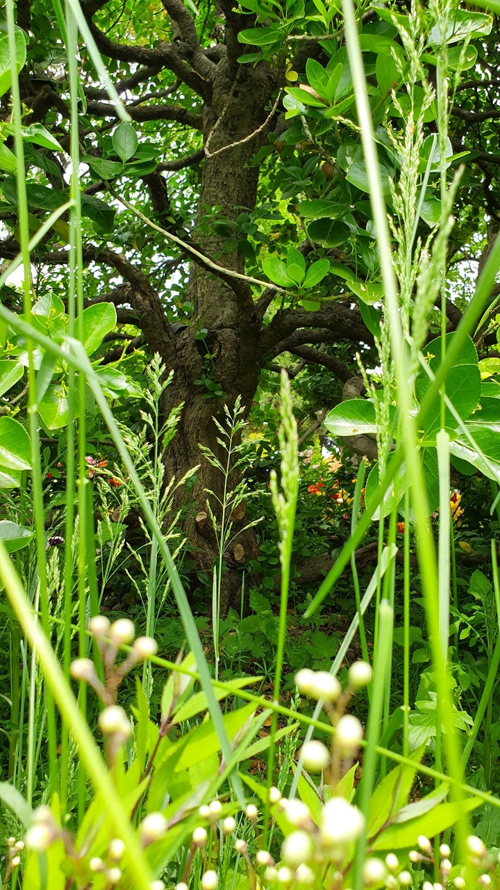 forest