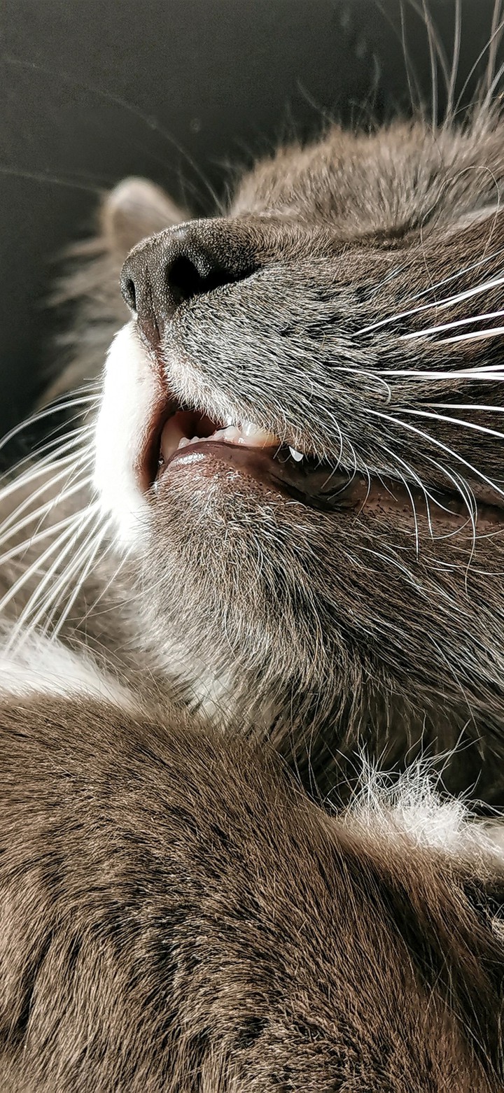 Sipoo my cat ?