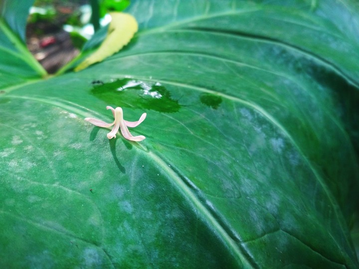 Nature