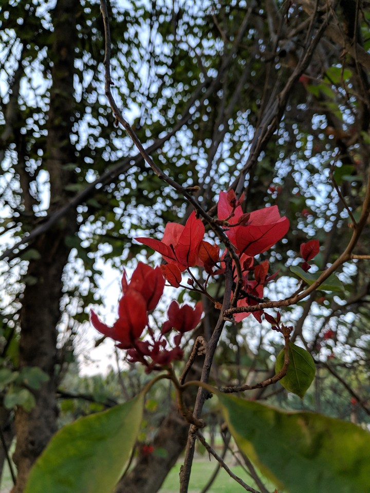 flower