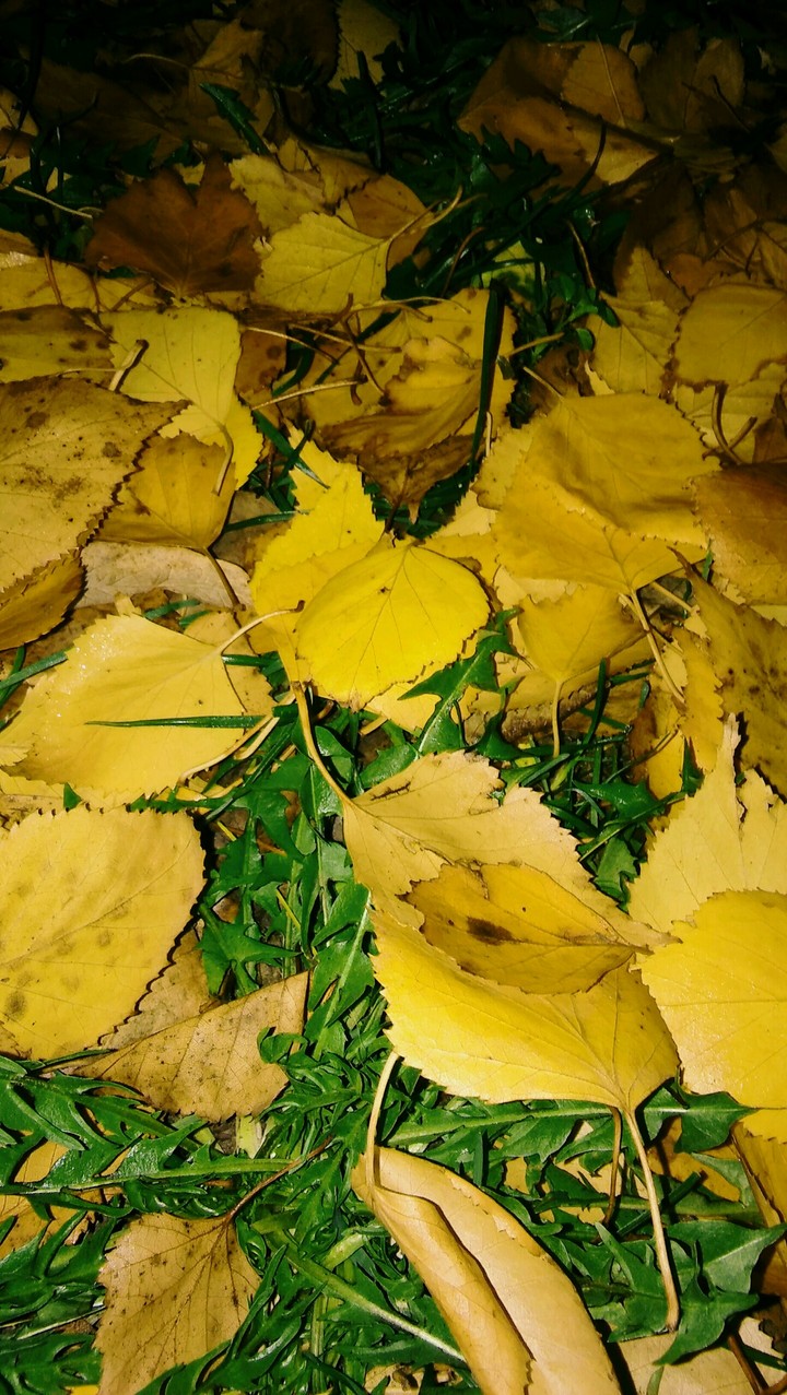 autumn