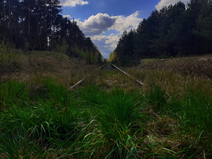 Forest ?