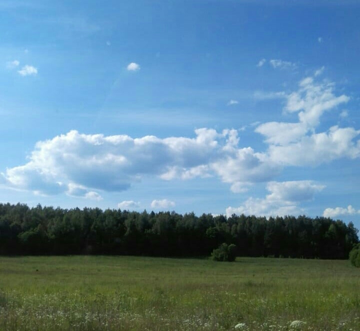 поле