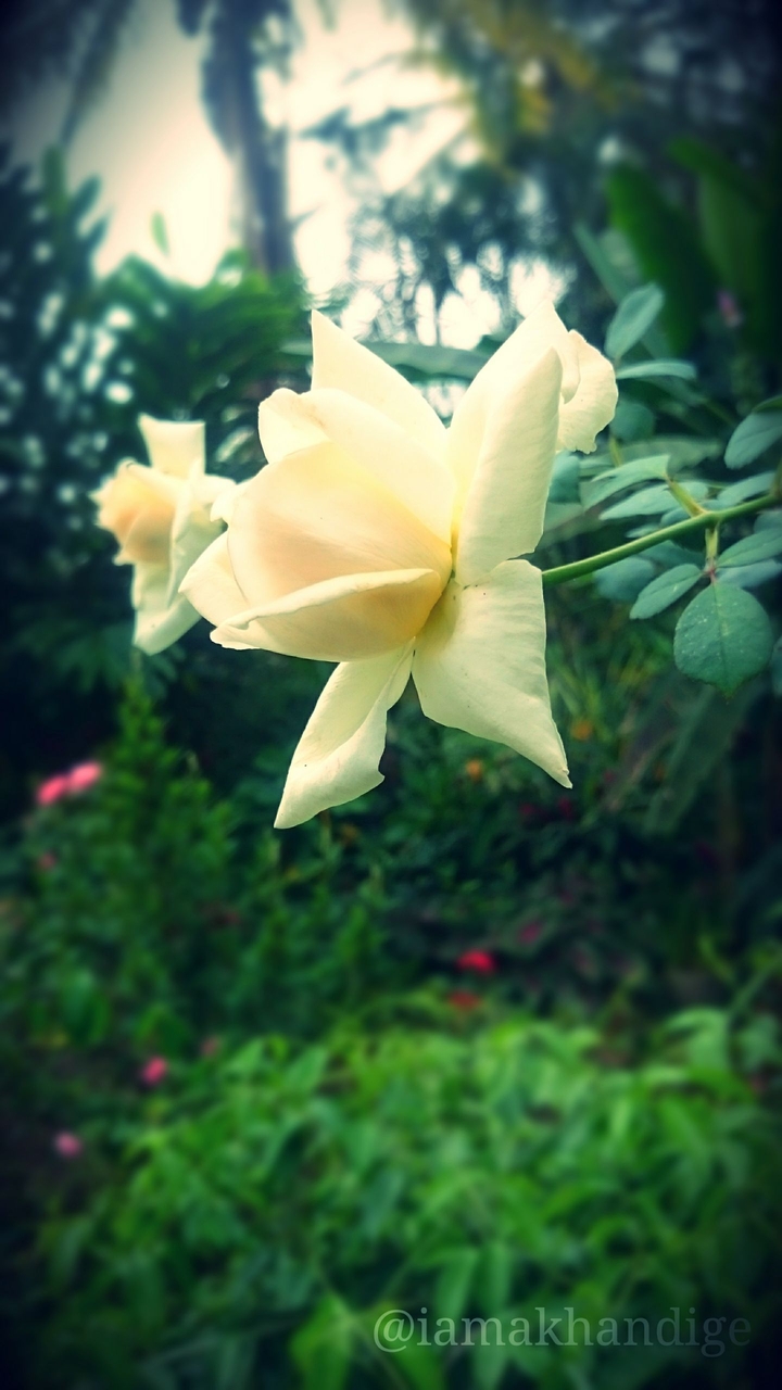 white rose