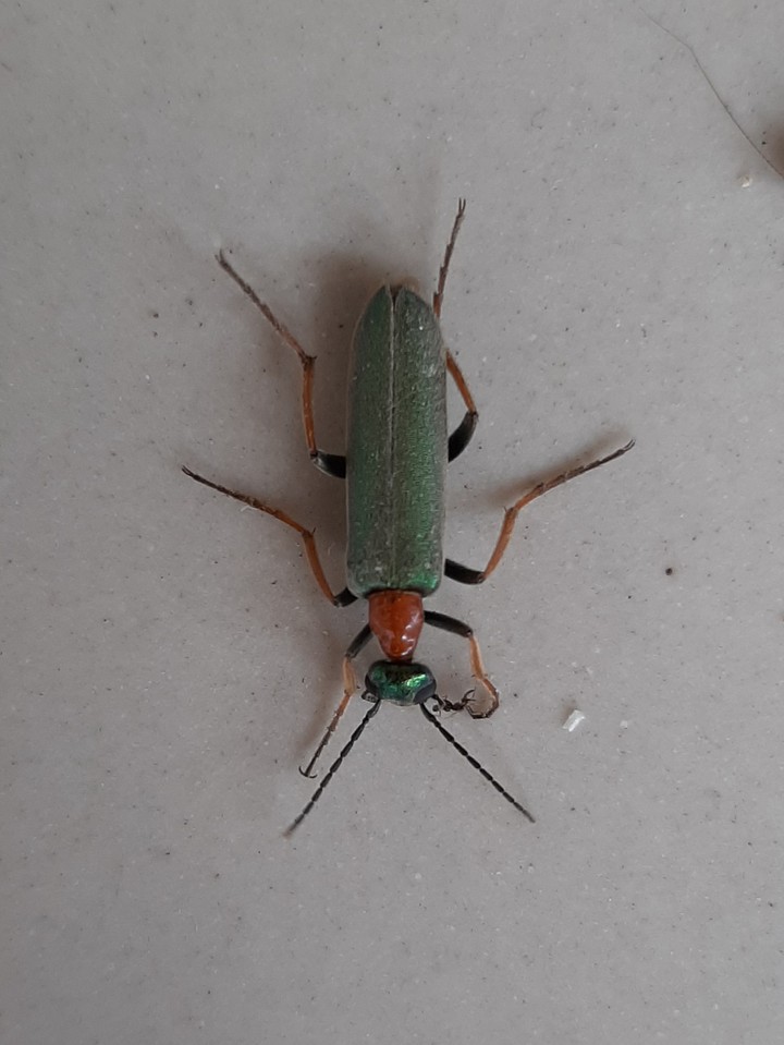 મેટલીક રંગીલું.