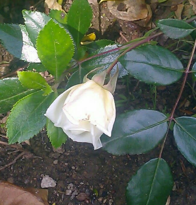 rose blanche