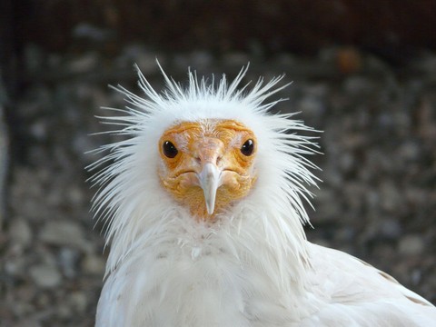 sad bird