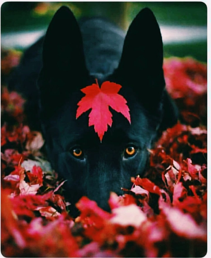 Black Wolf