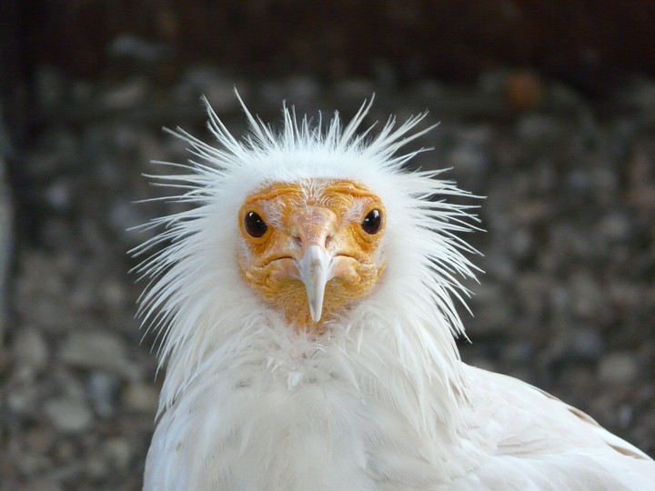 sad bird