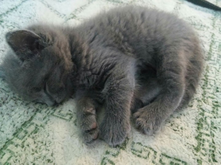 кошка