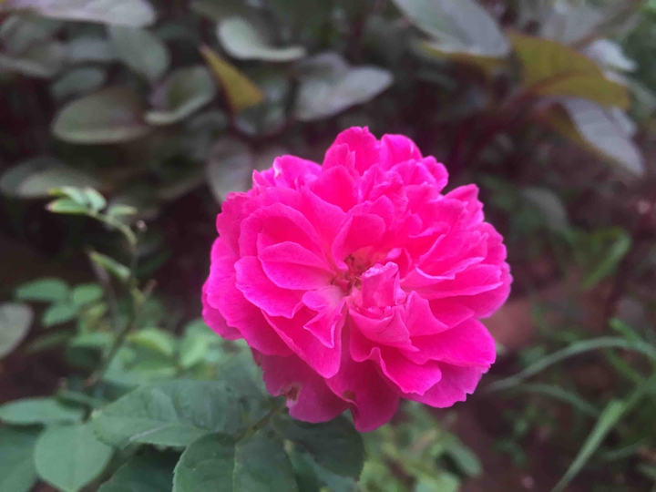 red rose
