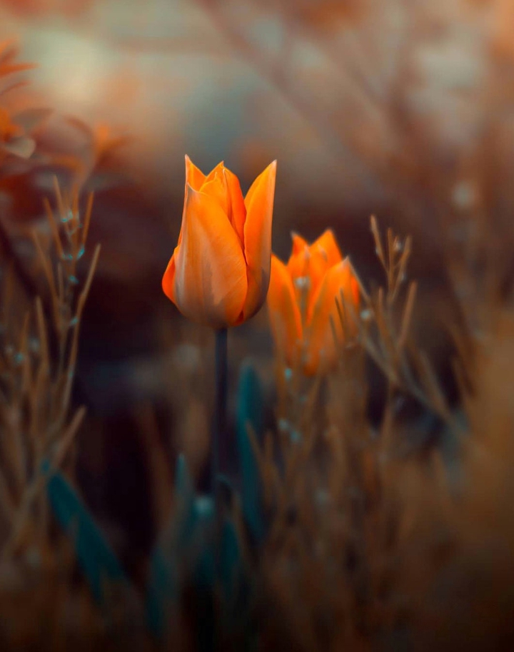 Orange Tulip