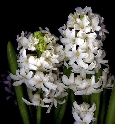 hình nền tuberose, hyacinth