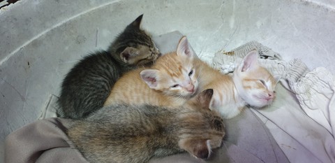 sfondi kitten, cat