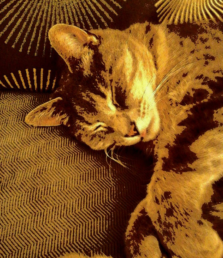 Cozy Cat