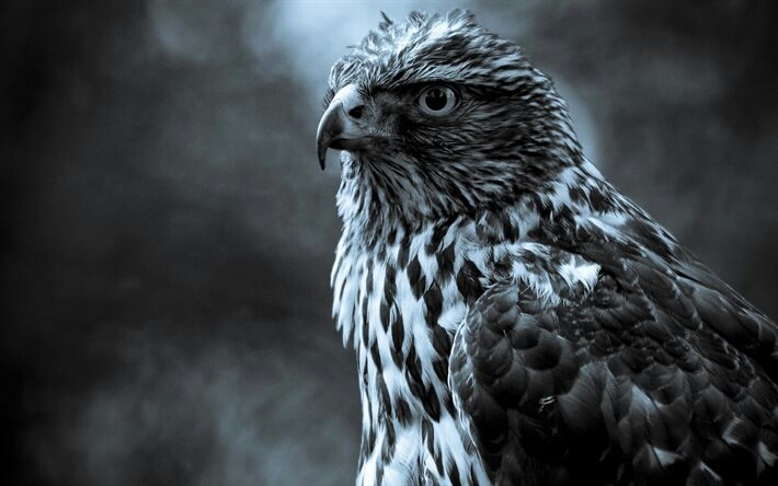 Shaheen