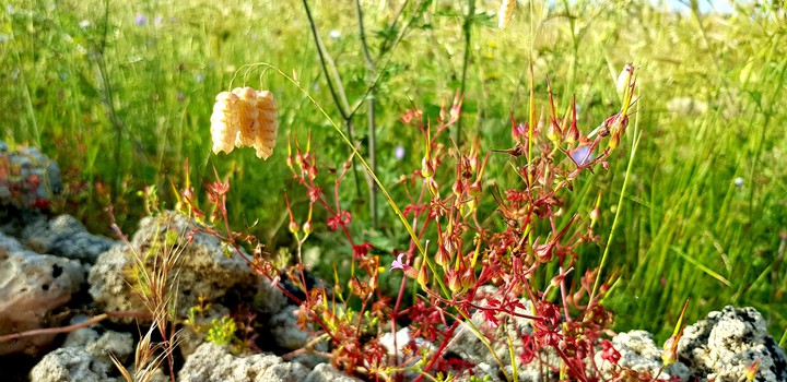 Blade of grass on the wall