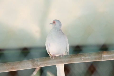 Dove
