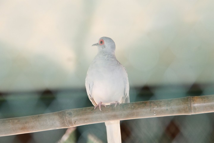 Dove
