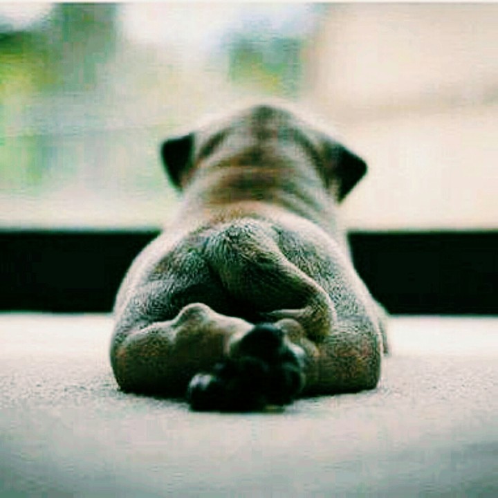 pug